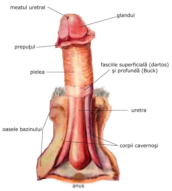 penis corpul uman
